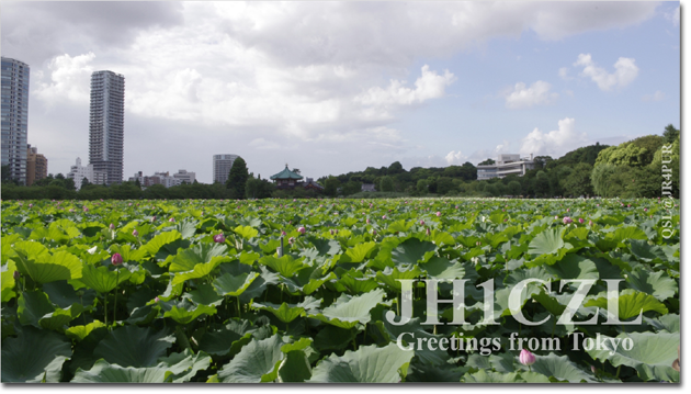 QSL@JR4PUR #044 - Shinobazu Pond, Ueno