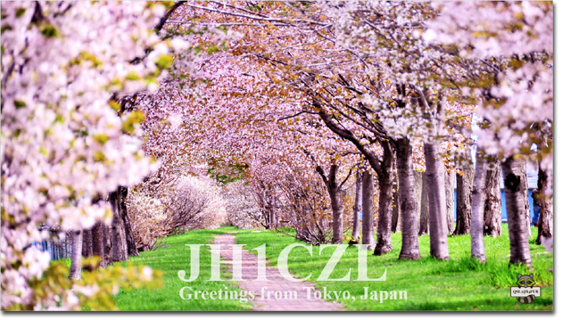 QSL@JR4PUR #365 - Cherry Blossom